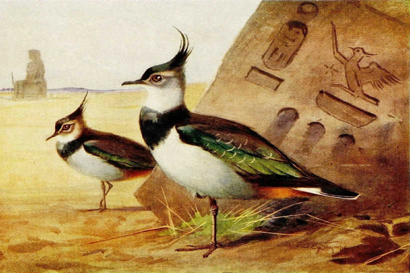 Egyptian Birds 